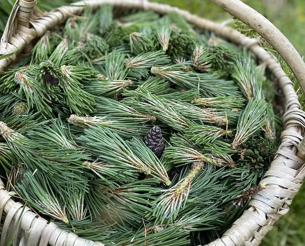 Sciroppo di Pino Mugo • 210ml • Respiro balsamico di alta montagna